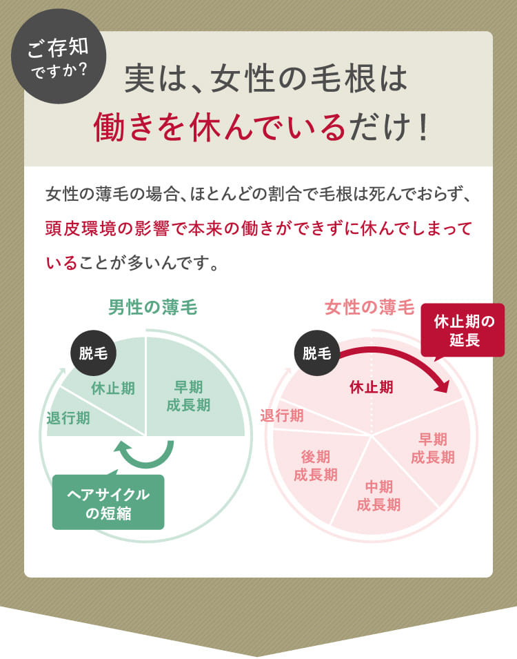実は、女性の毛根は働きを休んでいるだけ！